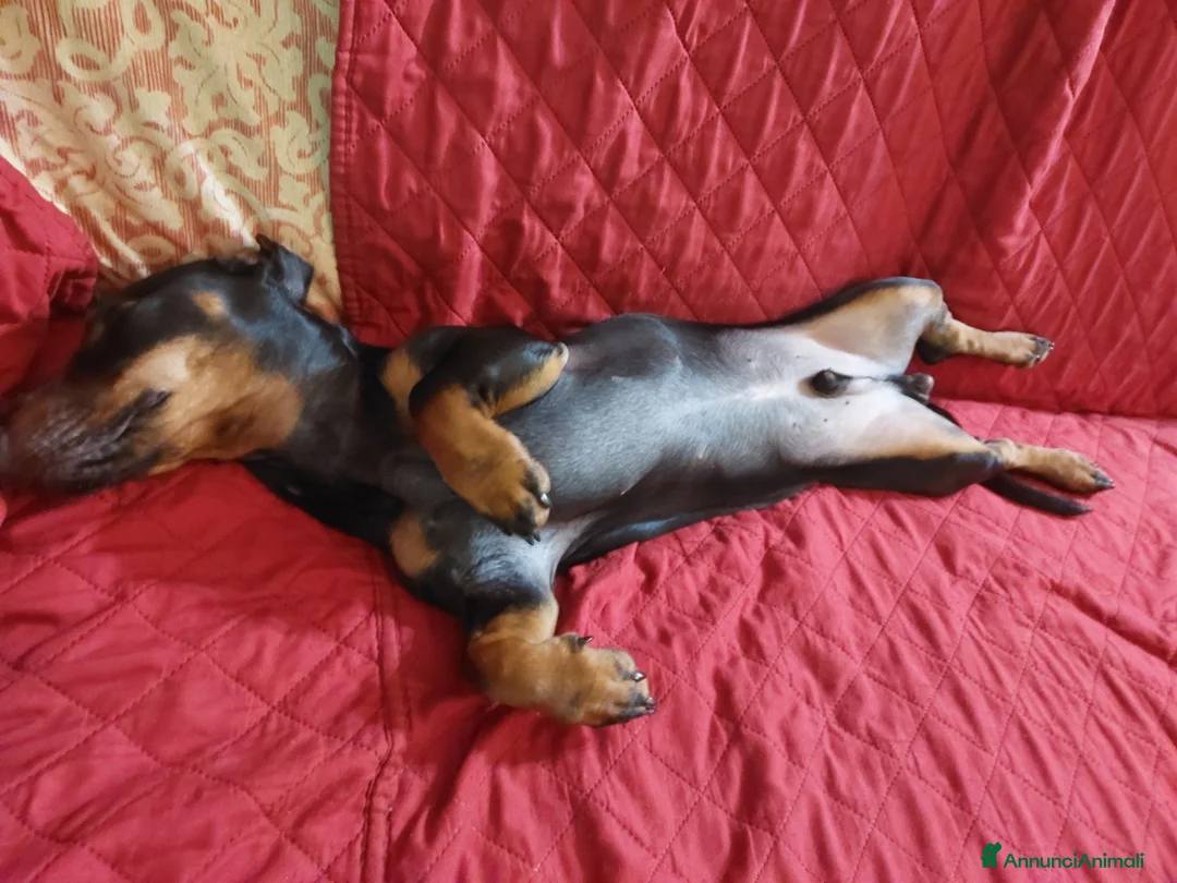 Bassotto cani in vendita: Cuccioli di bassotto  - Annuncio 5