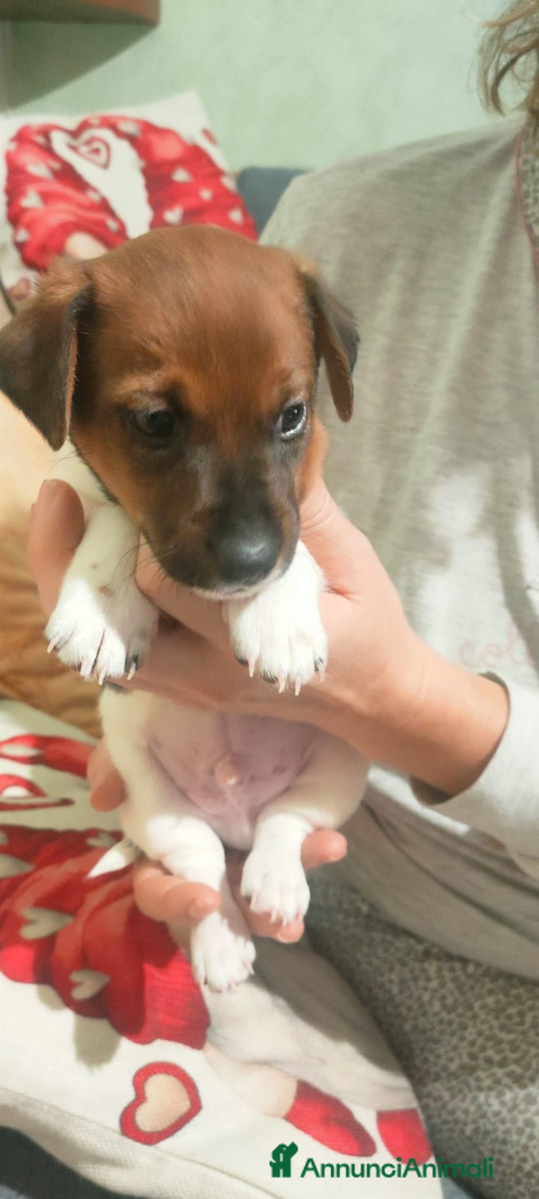Jack Russell cani in vendita: Cucciolo jack Russell  - Annuncio 3