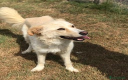 Golden Retriever cani in regalo: Connie, derivata golden IN ADOZIONE a Provincia di Latina - Immagine 5