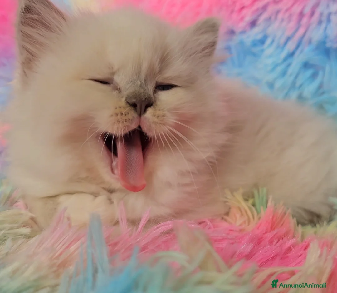 Immagine della galleria {{count}}