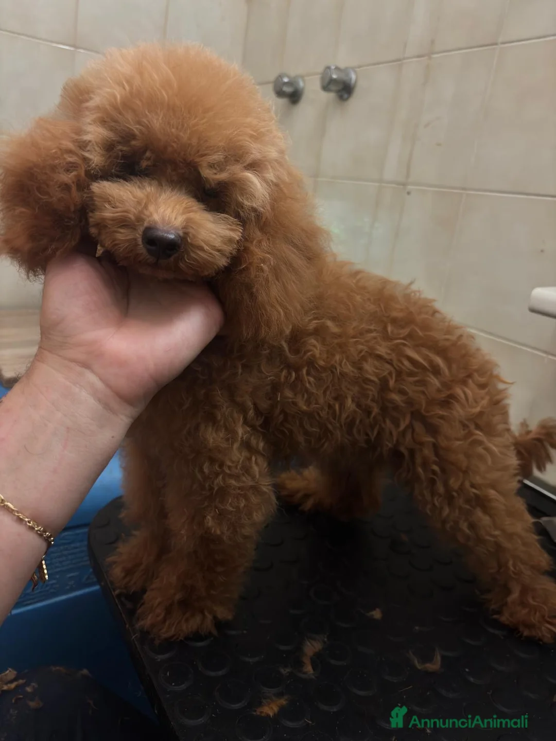 Barboncino Toy cani in vendita: Barboncino Toy 6 mesi e mezzo  a Provincia di Savona - Annuncio 1