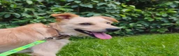 Meticcio cani in regalo: CHECCO legato ad un palo... tg mediopicc. a Città Metropolitana di Bologna - Annuncio 4