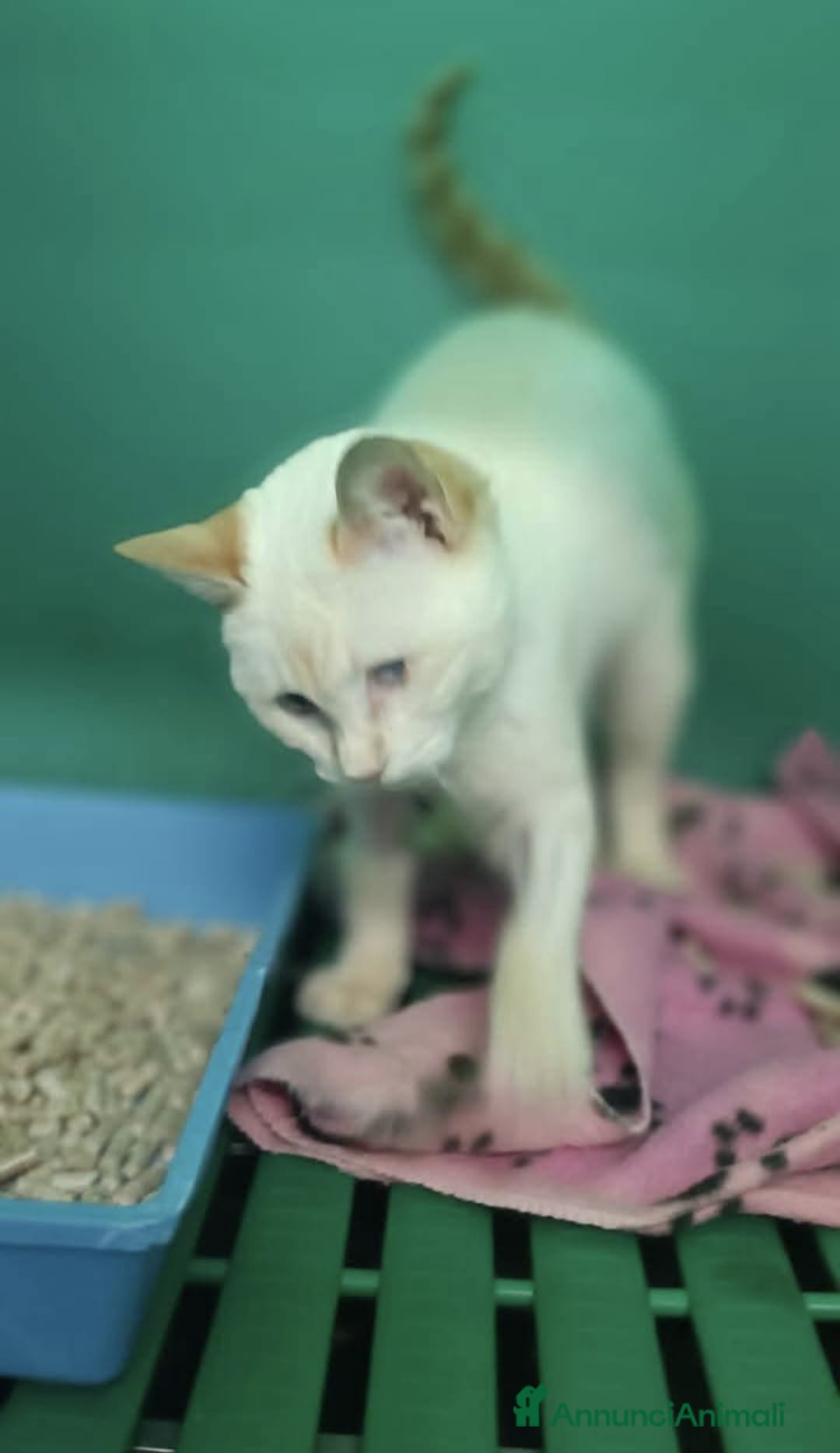 Meticcio gatti in regalo: LUCILLA gattina cieca 3 mesi cerca casa  - Annuncio 3