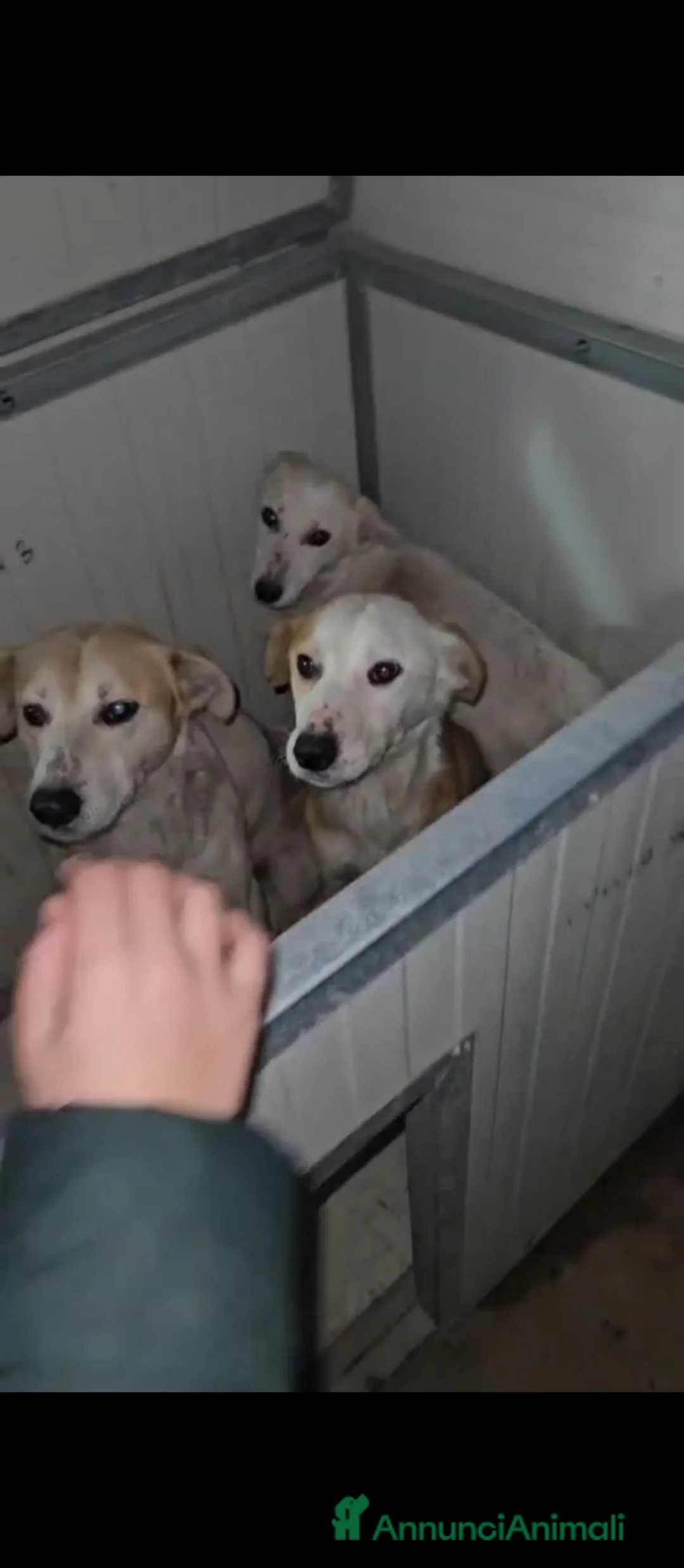 Meticcio cani in regalo: Oipe: docile e socievole. Taglia contenuta  - Annuncio 9