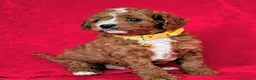 Cavapoo cani in vendita: Splendidi cuccioli di Cavapoo F1B a Città metropolitana di Milano - Annuncio 25