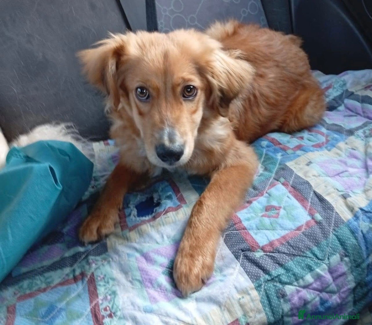 Meticcio cani Drupy dolcissimo cagnolino taglia piccola  - Annuncio 5