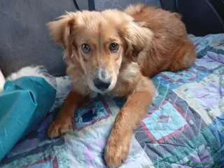 Meticcio cani Drupy dolcissimo cagnolino taglia piccola - Annuncio 5