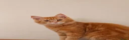 Maine Coon gatti in vendita: Cucciola Maine Coon con Pedegree - Annuncio 3