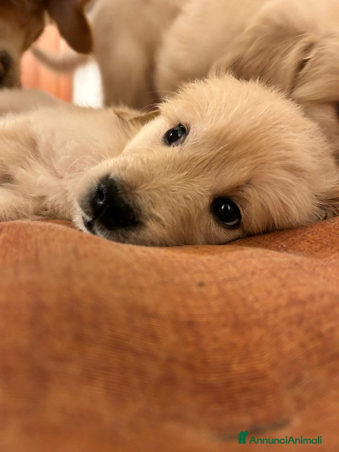 Golden Retriever cani in vendita: Cucciole di Golden Retriever - Annuncio 33