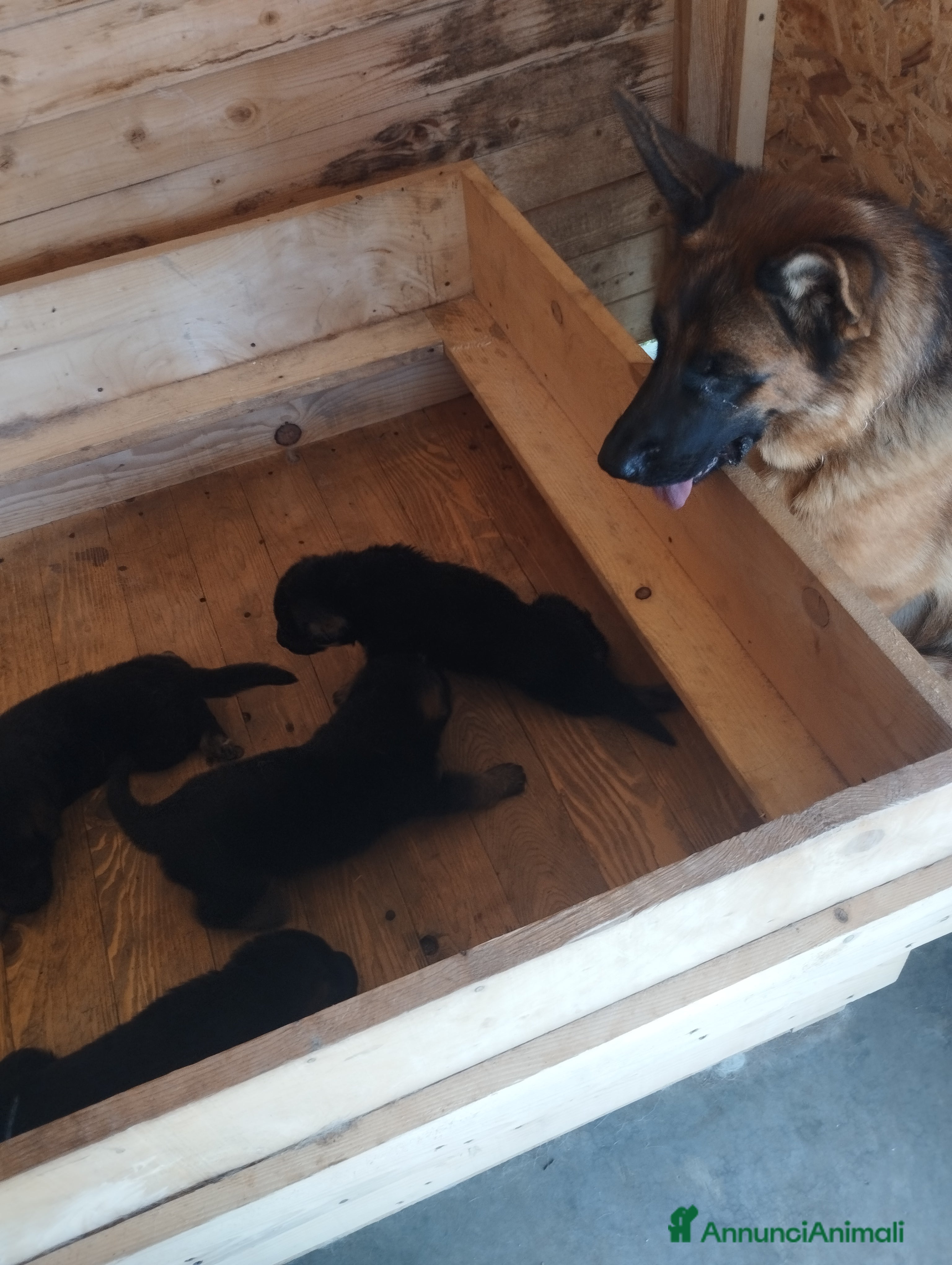 Pastore Tedesco cani Cuccioli cercano casa - Annuncio 4