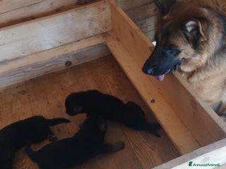 Pastore Tedesco cani Cuccioli cercano casa - Annuncio 31
