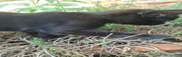 Altre razze gatti in regalo: 2 bellissimi gattini !! - Annuncio 12