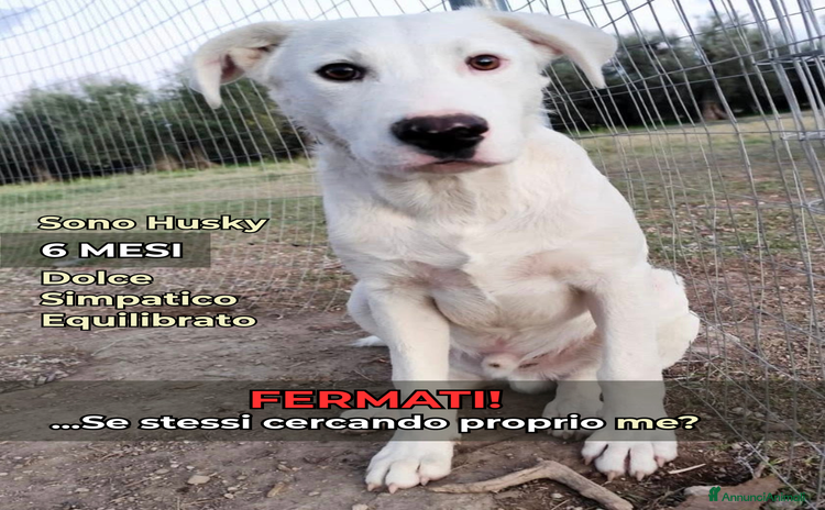 Altre razze cani - Annuncio 11