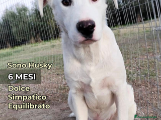 Altre razze cani HUSKY - 6 Mesi - Cucciolo Dolce e Tranquillo - Annuncio 30