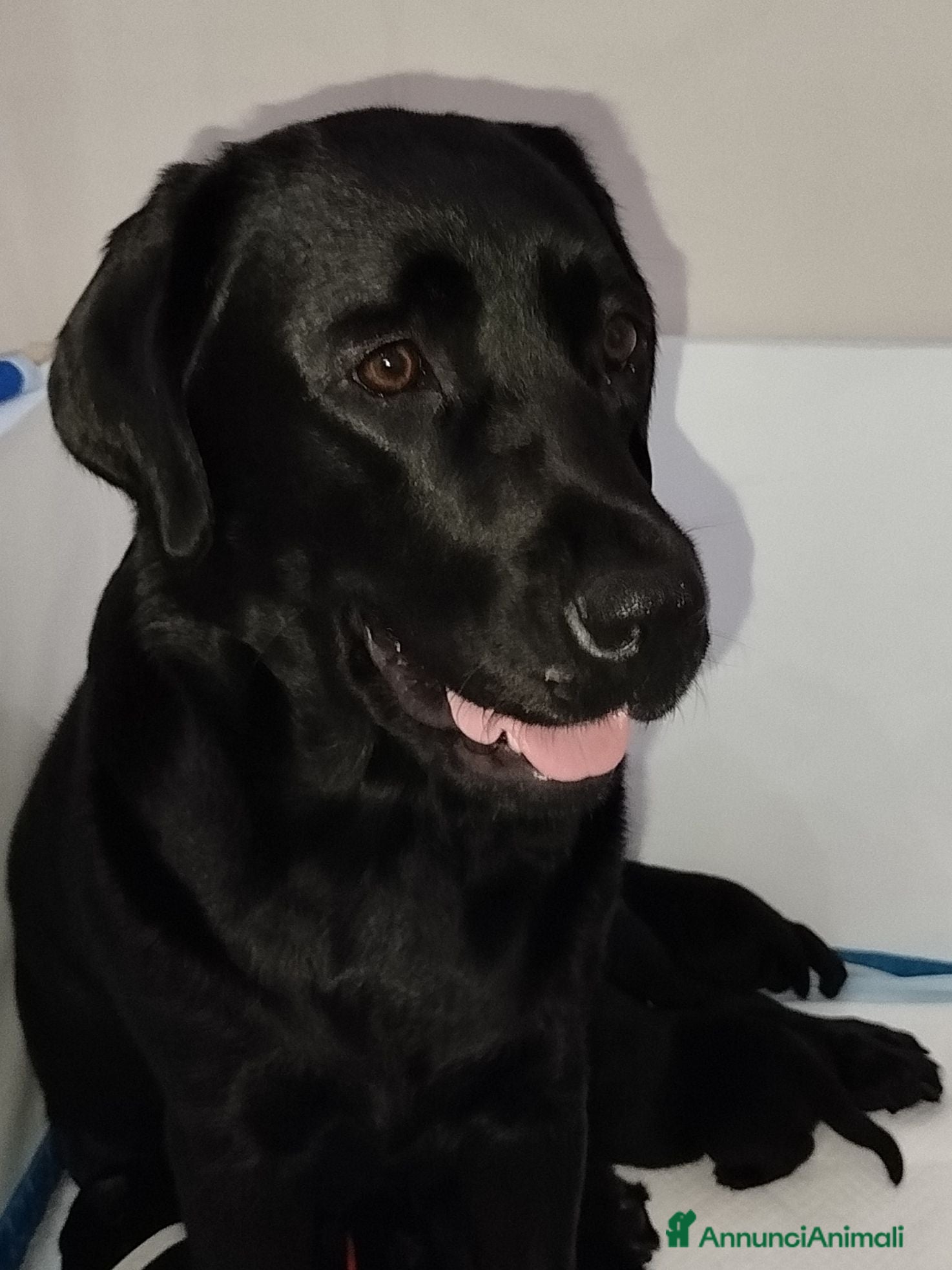 Labrador cani Cucciolata labrador neri - Annuncio 4