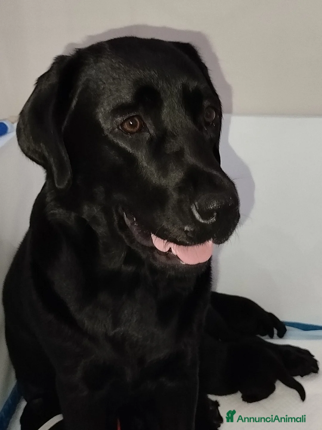 Labrador cani in vendita: Cucciolata labrador neri - Annuncio 1
