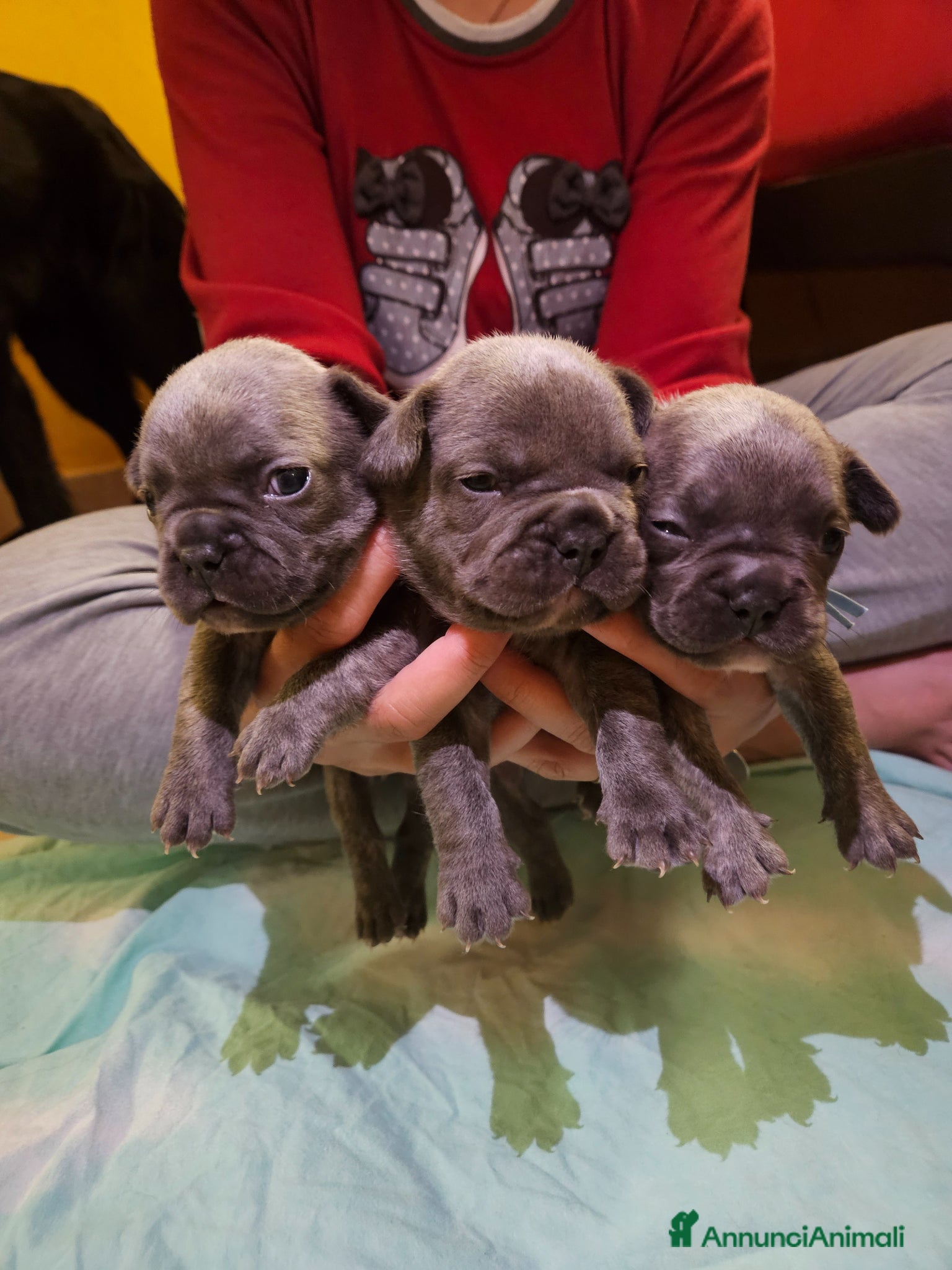 Bulldog Francese cani in vendita: Cuccioli bulldog francese fluffy - Annuncio 13