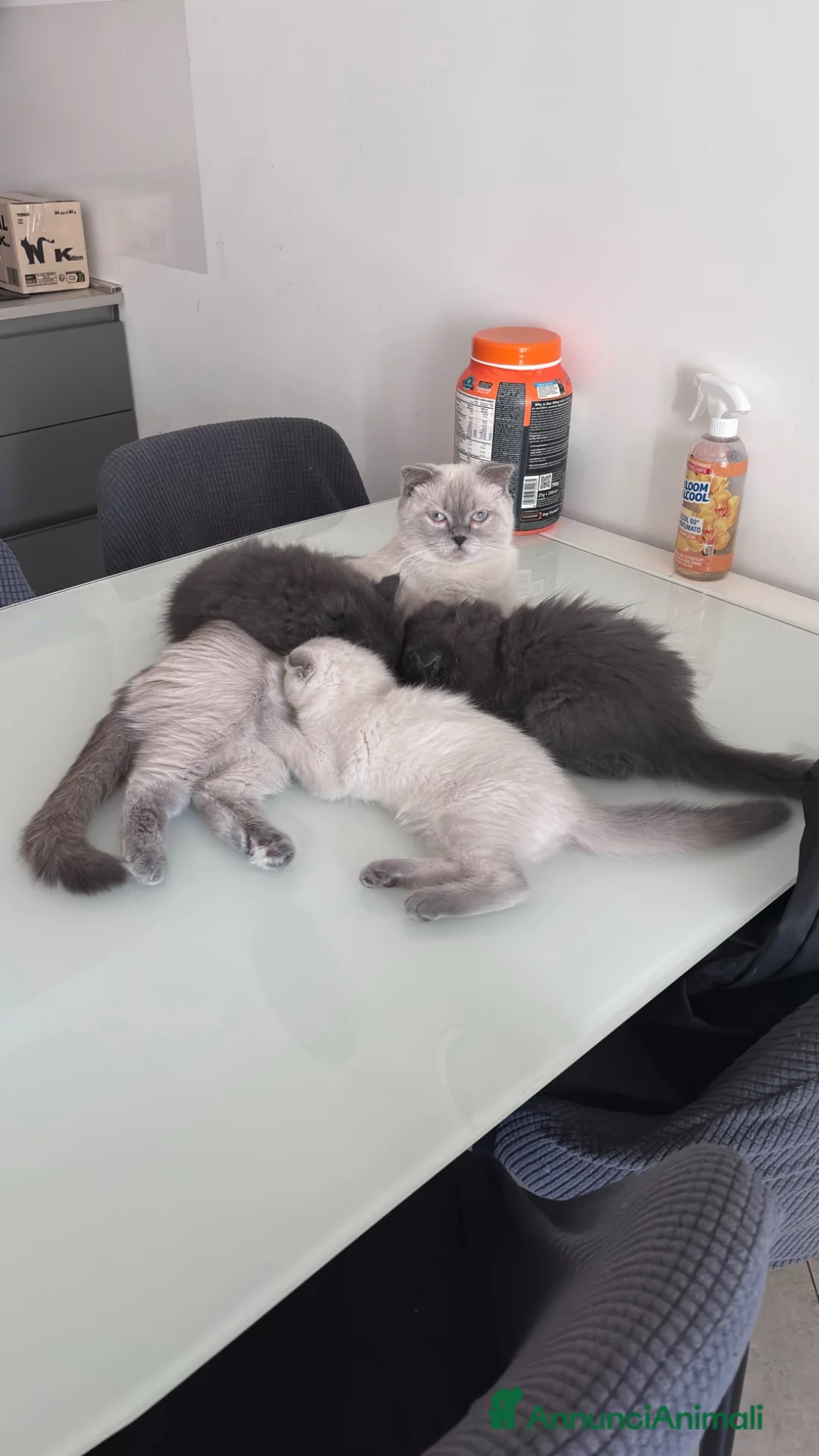 Scottish gatti in vendita: Cucciola di scottish fold - Annuncio 6