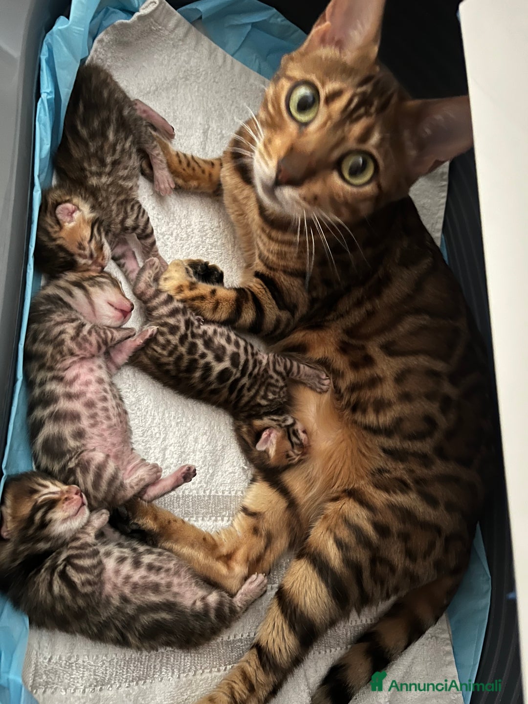 Bengala gatti in vendita: Cuccioli Bengala spotted ben 24 prenotazione  a Città Metropolitana di Bari - Immagine 20