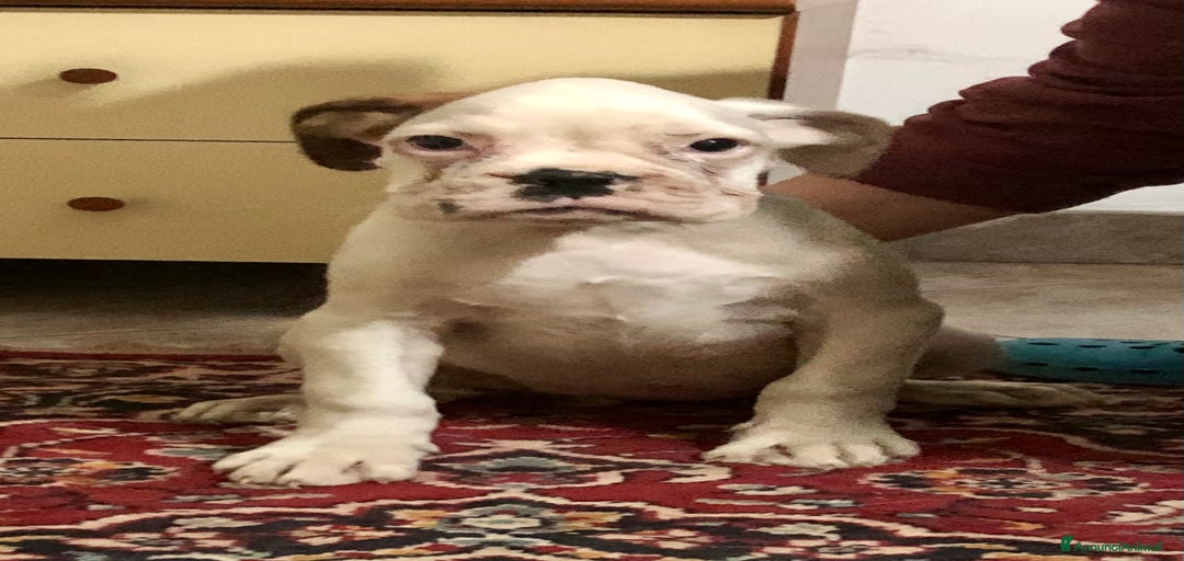 Immagine della galleria {{count}}