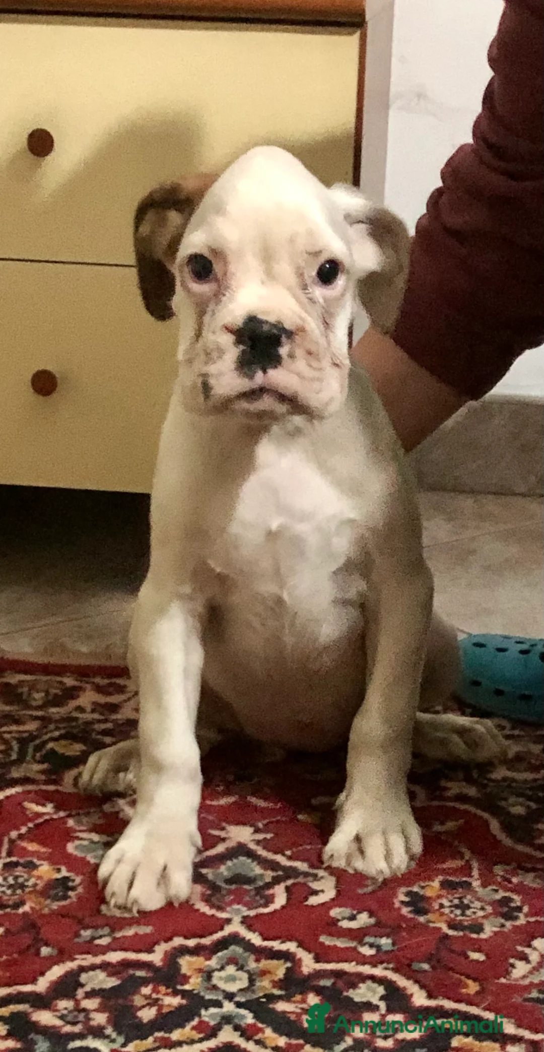 Immagine della galleria {{count}}