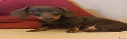 Bassotto cani in vendita: Cucciolo bassotto cioccolato.  - Annuncio 3