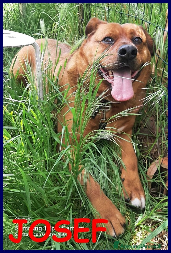 Meticcio cani JOSEF 5 ANNI, PATATONE ADOTTATO DA CUCCIOLO E RIMA - Annuncio 14