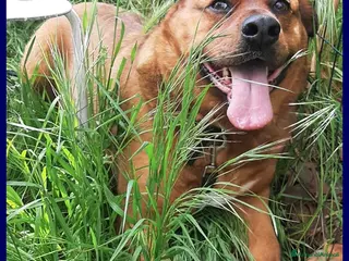 Meticcio cani JOSEF 5 ANNI, PATATONE ADOTTATO DA CUCCIOLO E RIMA - Annuncio 14