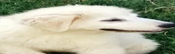 Pastore Abbruzzese Maremmano cani in vendita: Disponibili cuccioli di pastore maremmanoabruzzese - Annuncio 4