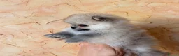 Volpino Pomerania cani in vendita: Cuccioli di Pomerania nano  - Annuncio 18