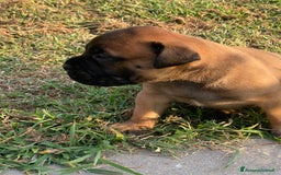 Bullmastiff cani in vendita: Cuccioli Bullmastiff  - Immagine 3