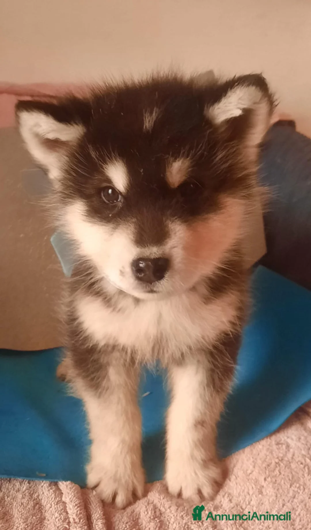 Alaskan Malamute cani in vendita: Alaskan Malamute cuccioli  - Annuncio 1