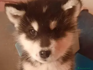 Alaskan Malamute cani Alaskan Malamute cuccioli - Annuncio 5