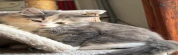 Siberiano gatti in vendita: Freya, bellissima gattina siberiana - Annuncio 3