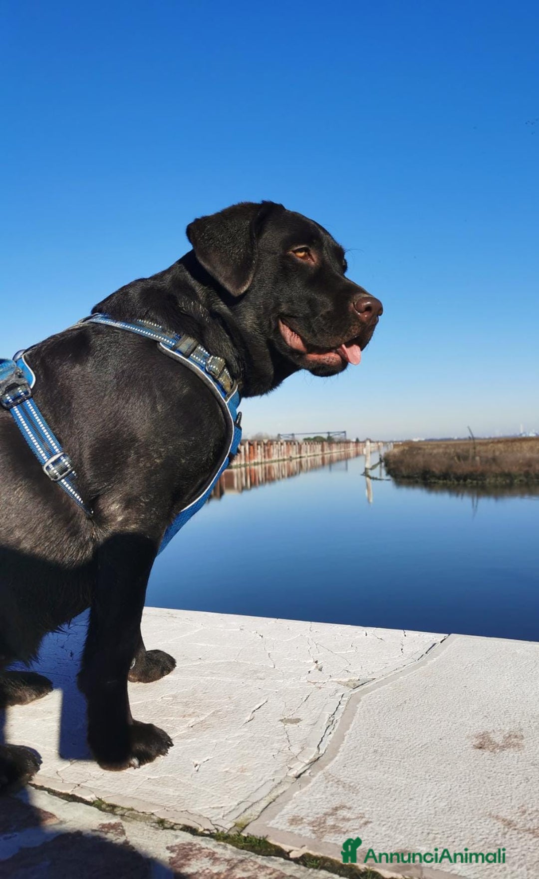 Labrador cani per accoppiamento: Stallone labrador cioccolato per monta  - Annuncio 3