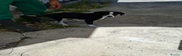 Meticcio cani in regalo: Bobo cucciolo adorabile aspetta la sua mamma - Annuncio 2