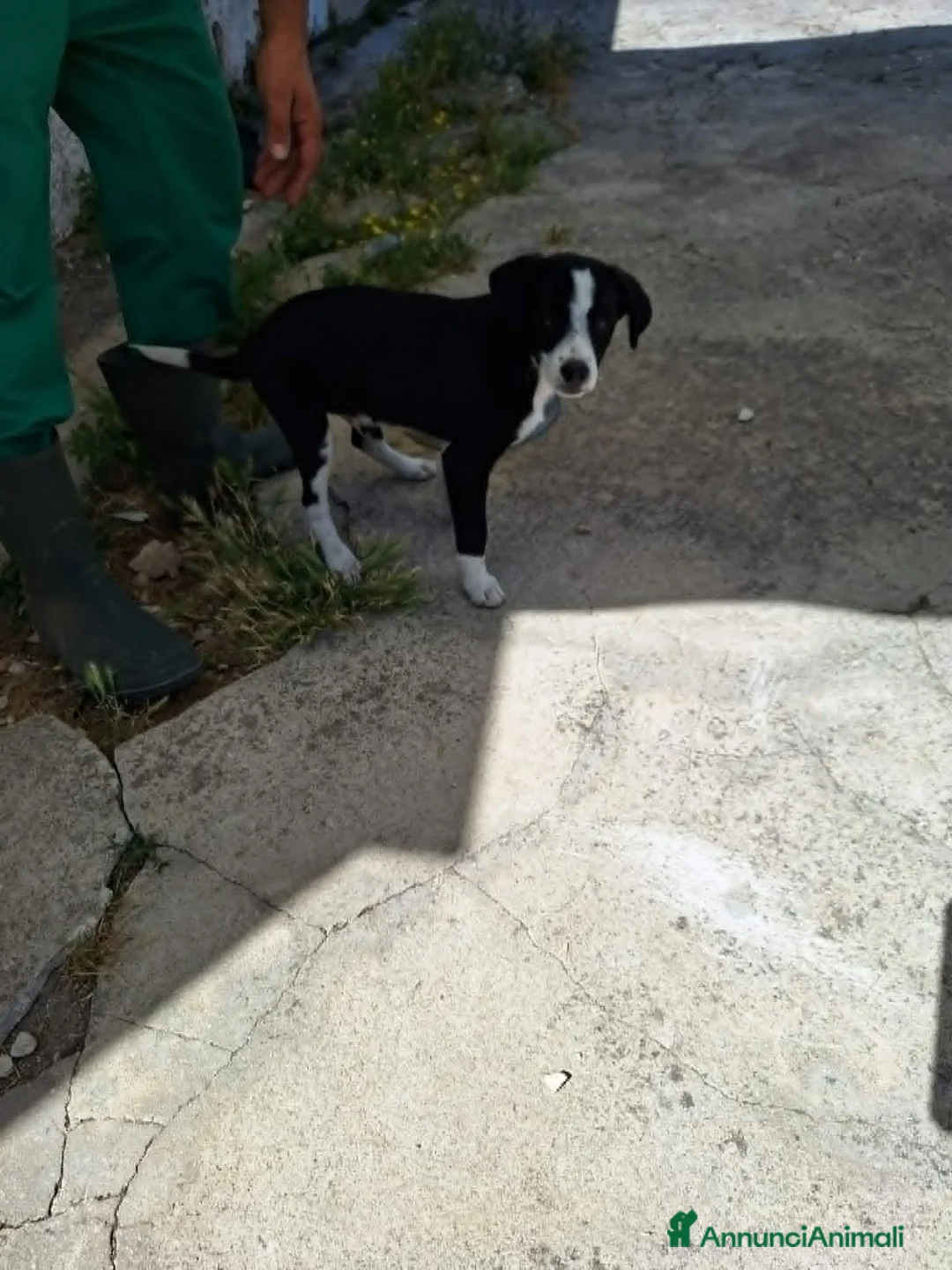 Meticcio cani in regalo: Bobo cucciolo adorabile aspetta la sua mamma - Annuncio 2