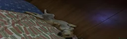 Meticcio cani in regalo: lo regalo  - Annuncio 4
