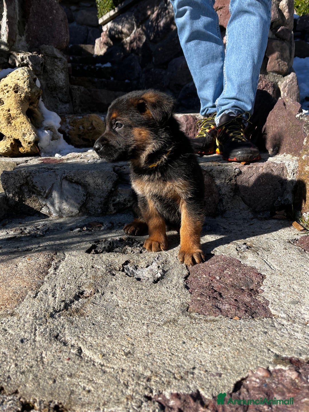 Pastore Tedesco cani in vendita: Cuccioli di pastore tedesco con pedigree - Annuncio 3