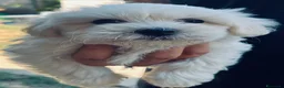 Maltese cani in vendita: Maltese - Annuncio 3
