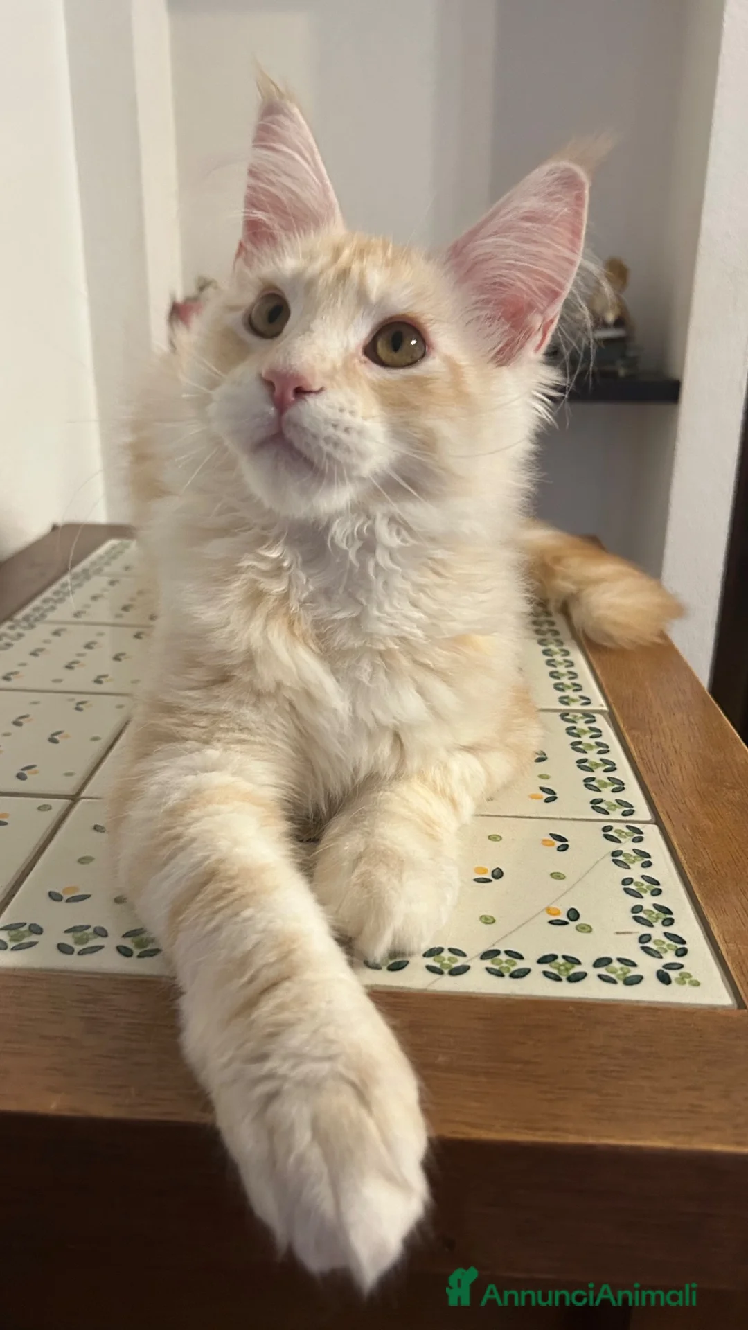 Maine Coon gatti in vendita: Maine Coon red silver  - Annuncio 9