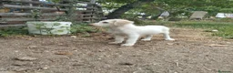 Meticcio cani in regalo: Femmina Meticcio  a Provincia di Viterbo - Annuncio 6