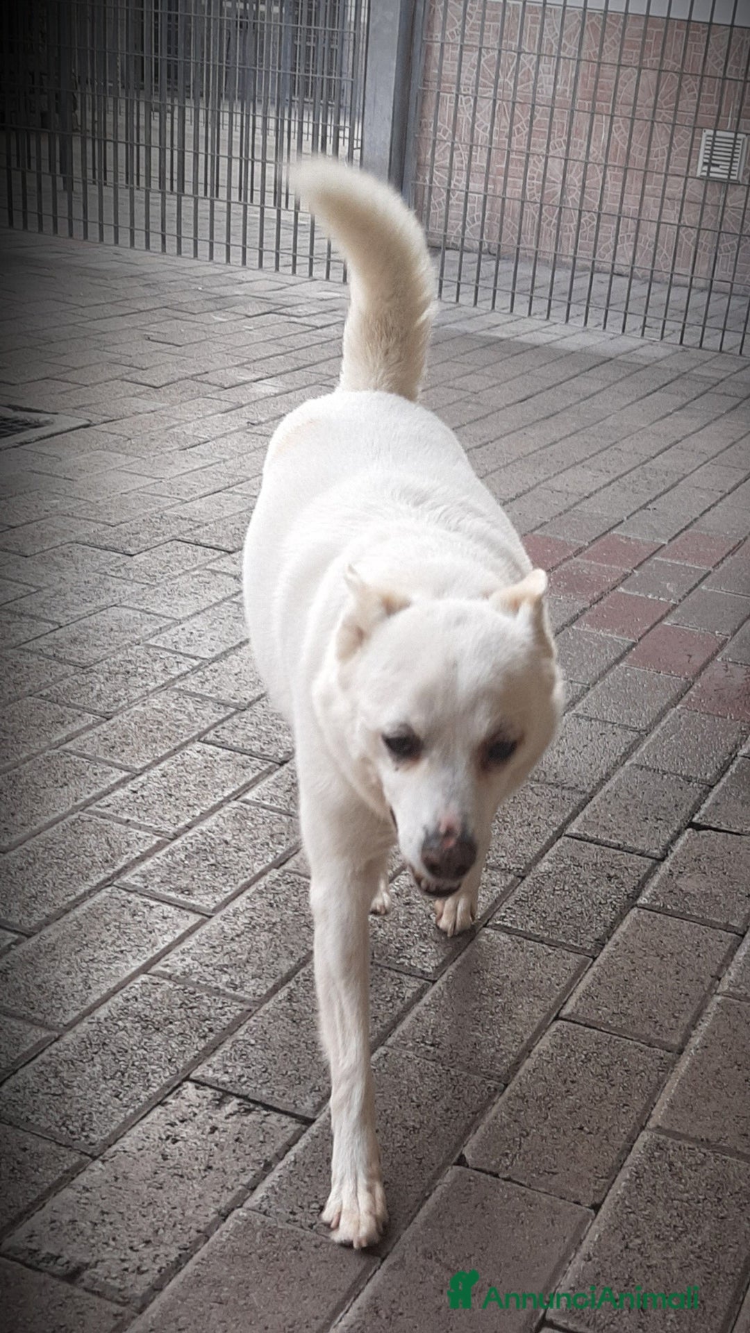 Meticcio cani in regalo: FOX CAGNOLINO CANDIDO - Annuncio 2
