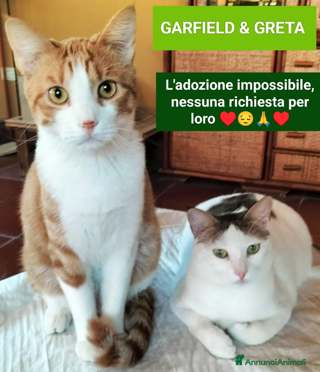 Meticcio gatti in regalo: Gerfild e Greta  - Annuncio 1