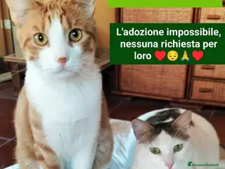 Meticcio gatti Gerfild e Greta - Annuncio 36