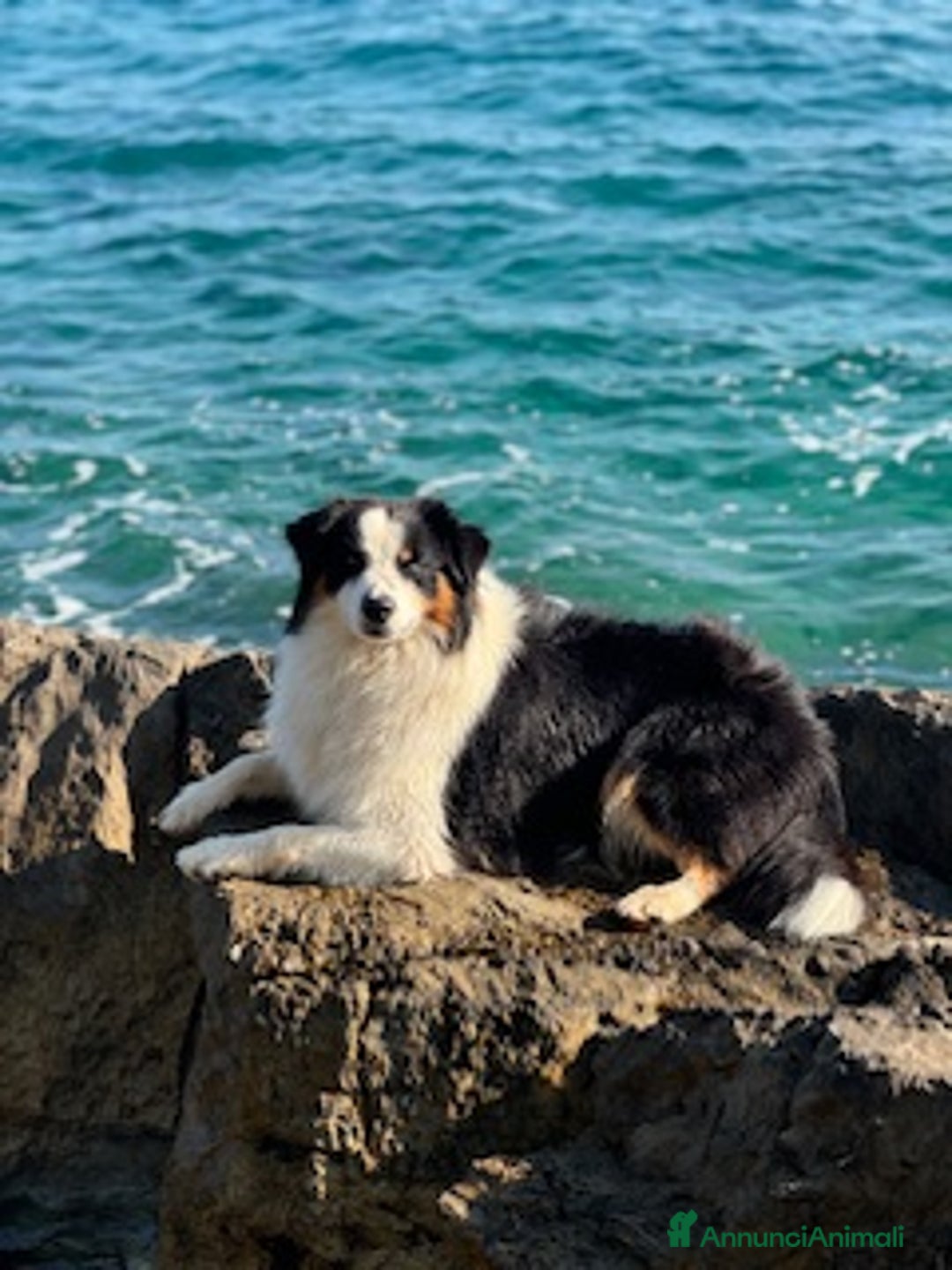 Australian Shepherd cani per accoppiamento: Maschio disponibile per accoppiamento - Annuncio 1