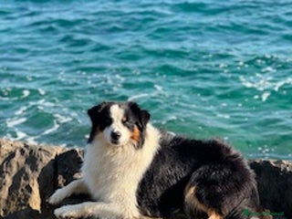 Australian Shepherd cani Maschio disponibile per accoppiamento - Annuncio 1