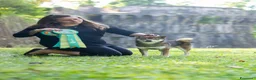 Shiba Inu cani in vendita: Cuccioli di shiba inu - 3 femminucce - - Annuncio 6
