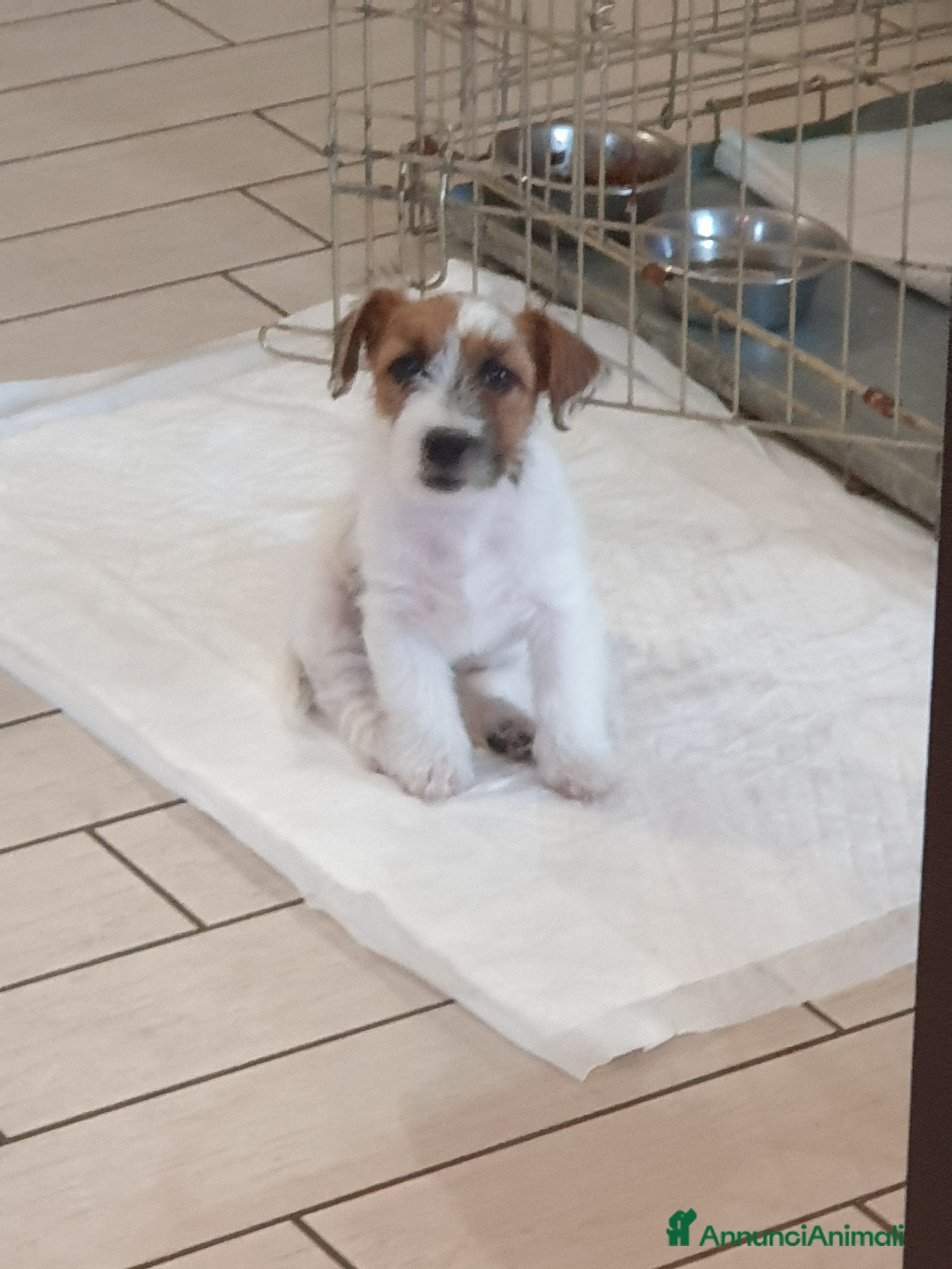 Jack Russell cani Cuccioli di Jack Russell Terrier - Annuncio 4