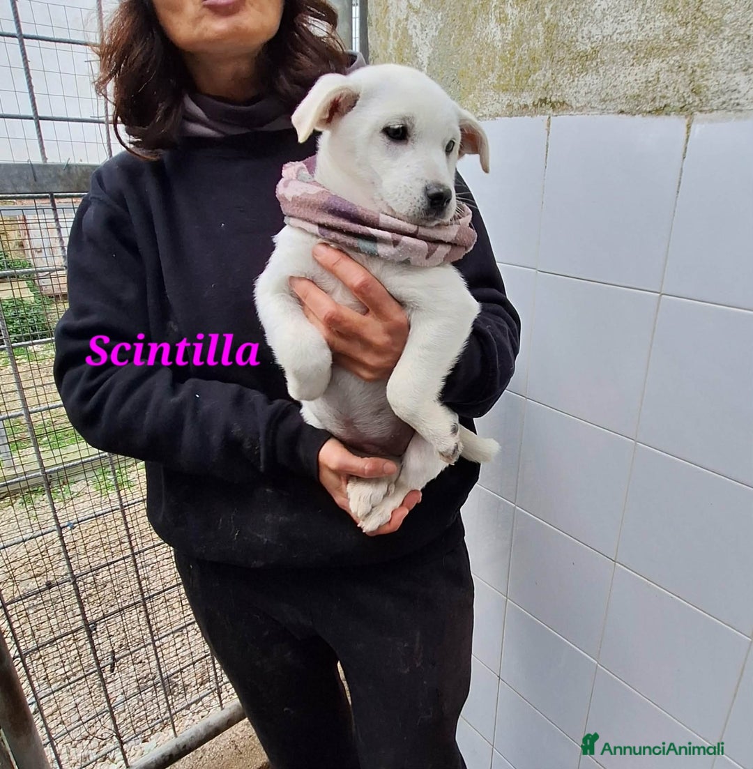 Meticcio cani in regalo: Dolcissima Scintilla 3 mesi aspetta una famiglia - Annuncio 2